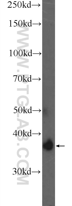 Western Blot (WB) analysis of mouse kidney tissue using ATRAID Polyclonal antibody (25548-1-AP)