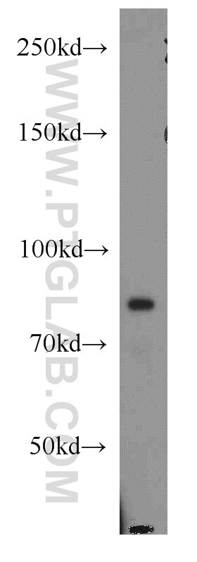 Western Blot (WB) analysis of NIH/3T3 cells using ATRIP Polyclonal antibody (11327-1-AP)