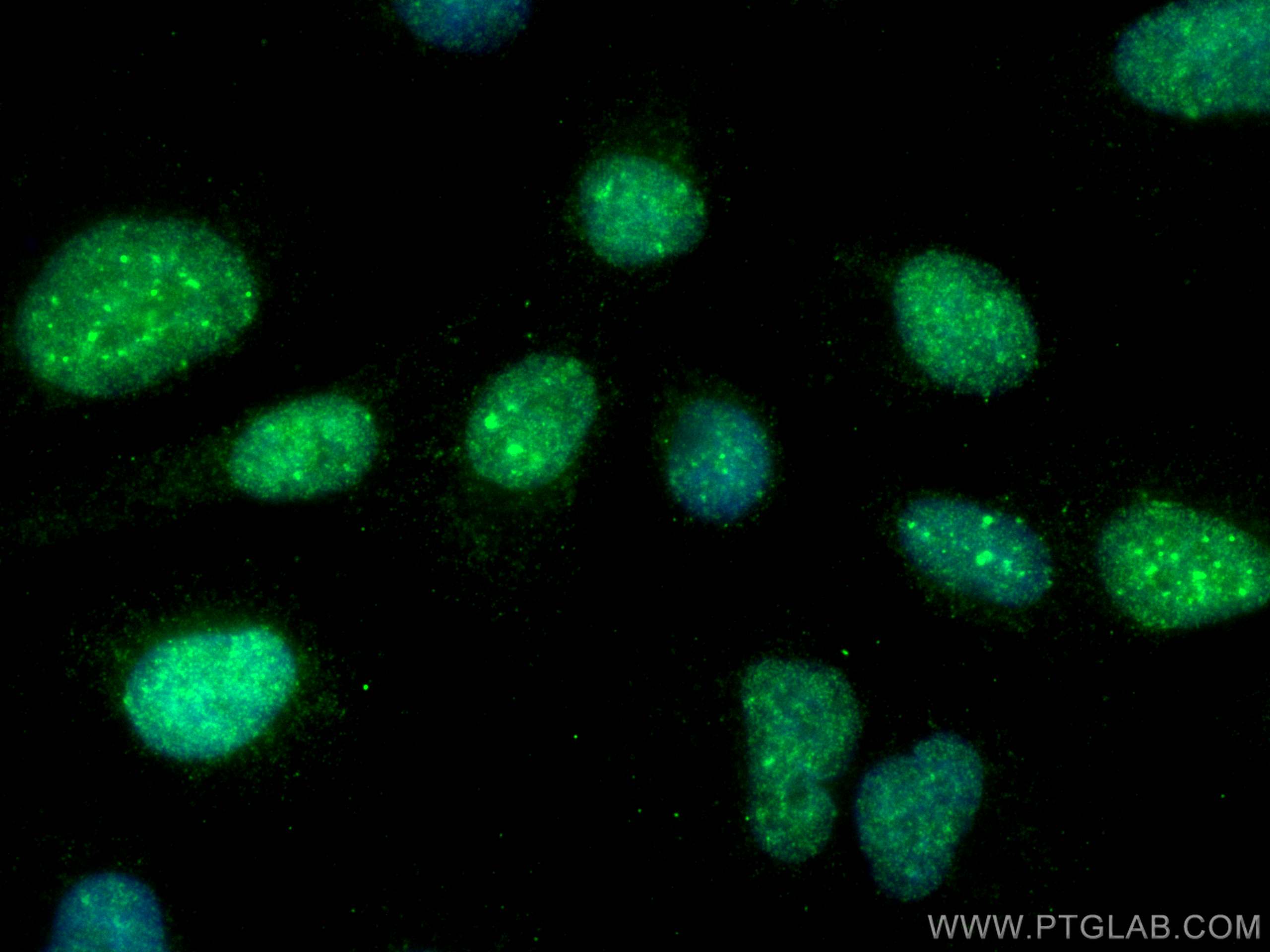 Immunofluorescence (IF) / fluorescent staining of A549 cells using ATRX Polyclonal antibody (20495-1-AP)
