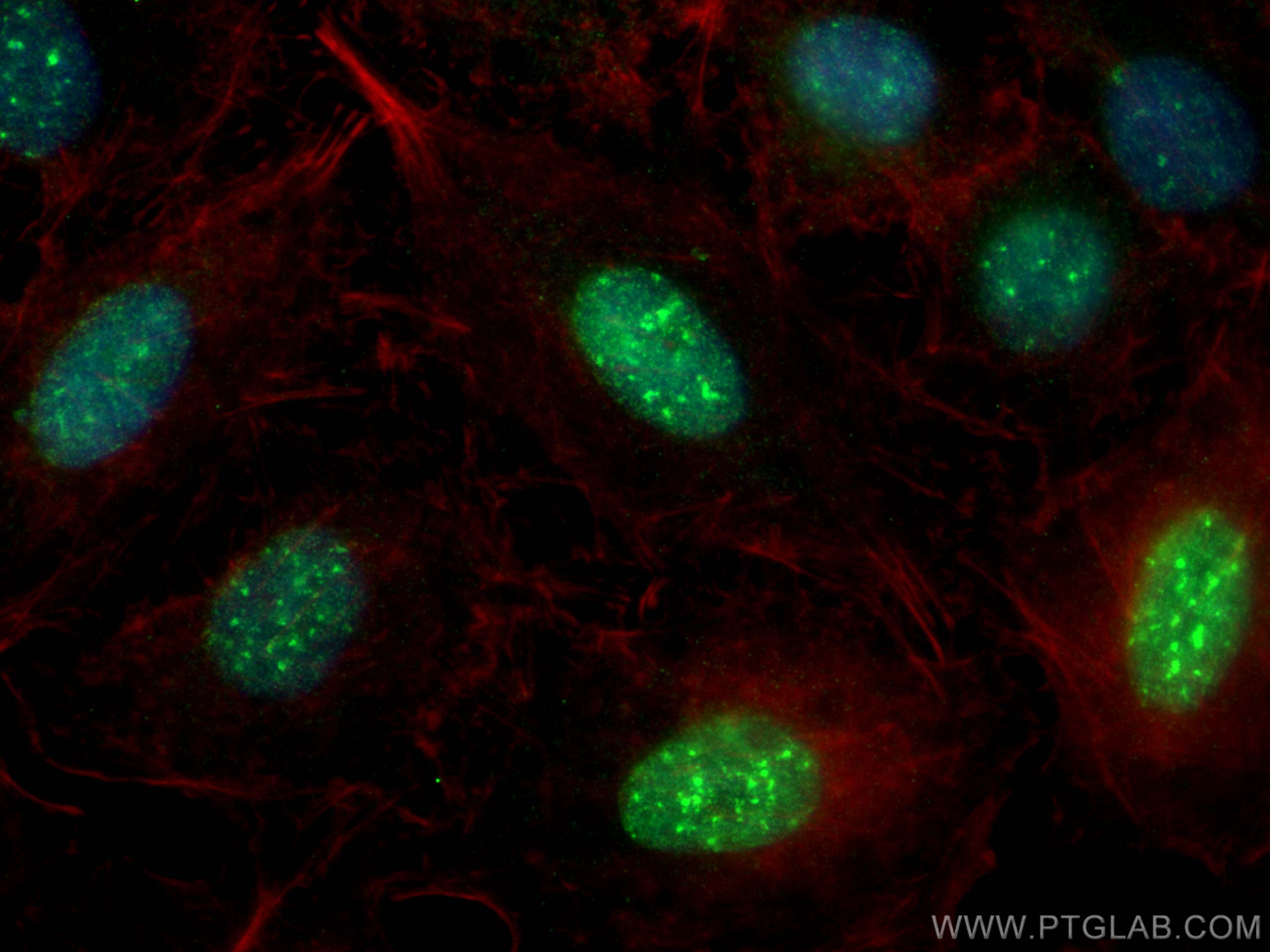 Immunofluorescence (IF) / fluorescent staining of A549 cells using ATRX Polyclonal antibody (20495-1-AP)