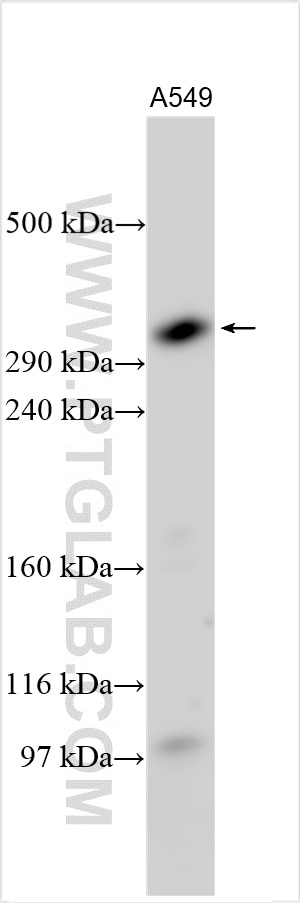 Western Blot (WB) analysis of various lysates using ATRX Polyclonal antibody (20495-1-AP)