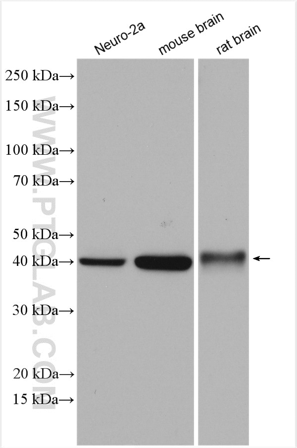 Western Blot (WB) analysis of various lysates using ATX3,ATXN3 Polyclonal antibody (13505-1-AP)
