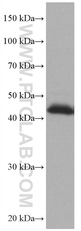 Western Blot (WB) analysis of HEK-293 cells using ATX3,ATXN3 Monoclonal antibody (67057-1-Ig)