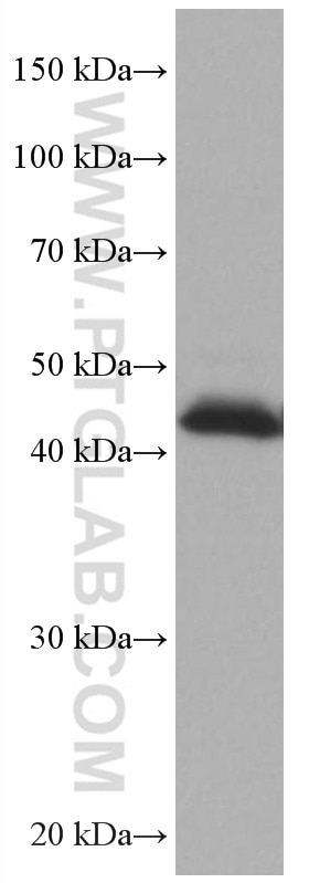 WB analysis of HEK-293 using 67057-1-Ig