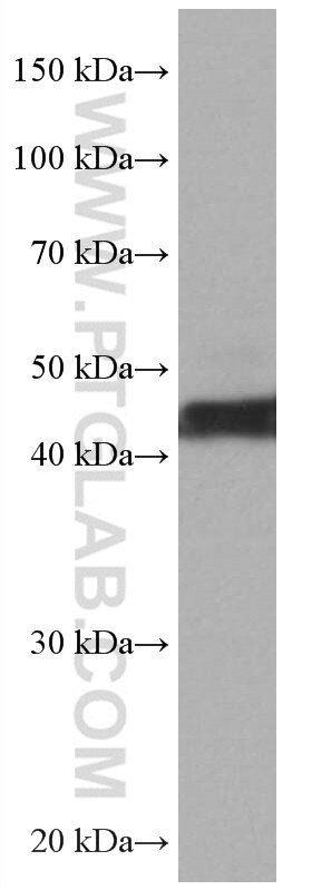 Western Blot (WB) analysis of MCF-7 cells using ATX3,ATXN3 Monoclonal antibody (67057-1-Ig)