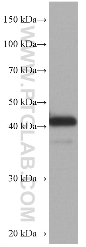Western Blot (WB) analysis of pig brain tissue using ATX3,ATXN3 Monoclonal antibody (67057-1-Ig)