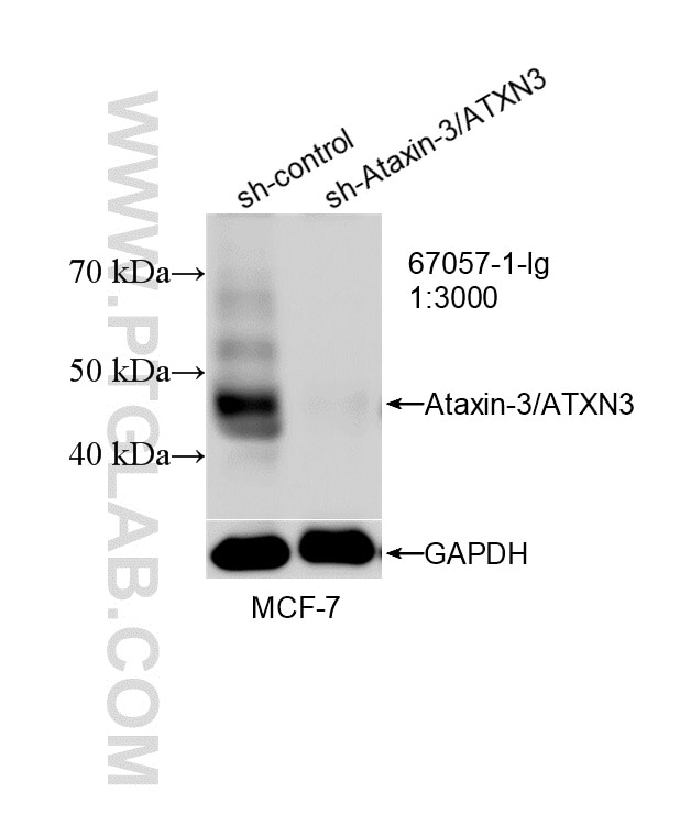 Western Blot (WB) analysis of MCF-7 cells using Ataxin-3/ATXN3 Monoclonal antibody (67057-1-Ig)