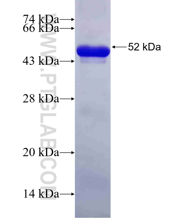 ATX3,ATXN3 fusion protein Ag6627 SDS-PAGE