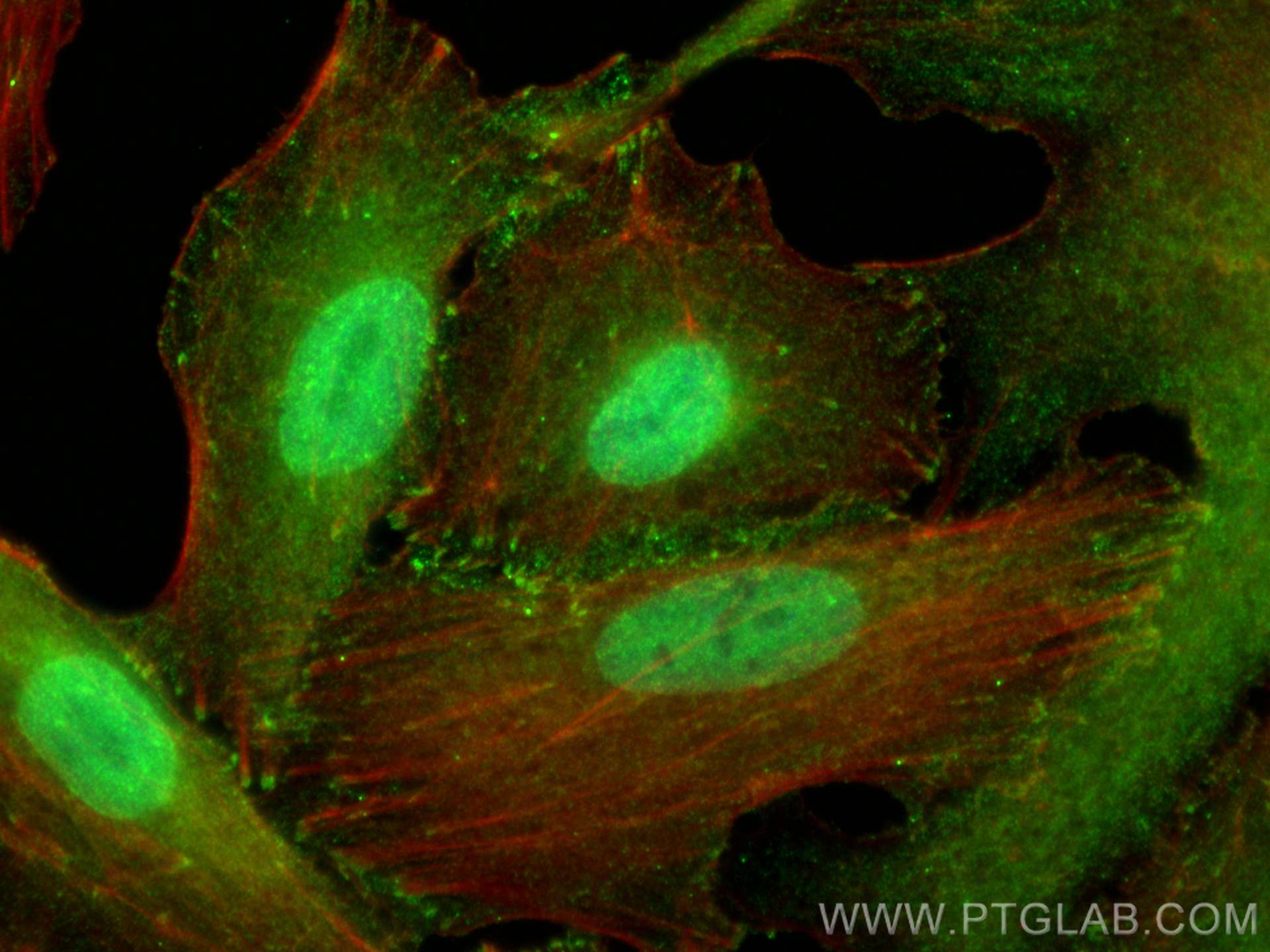 IF Staining of A549 using CL488-67057