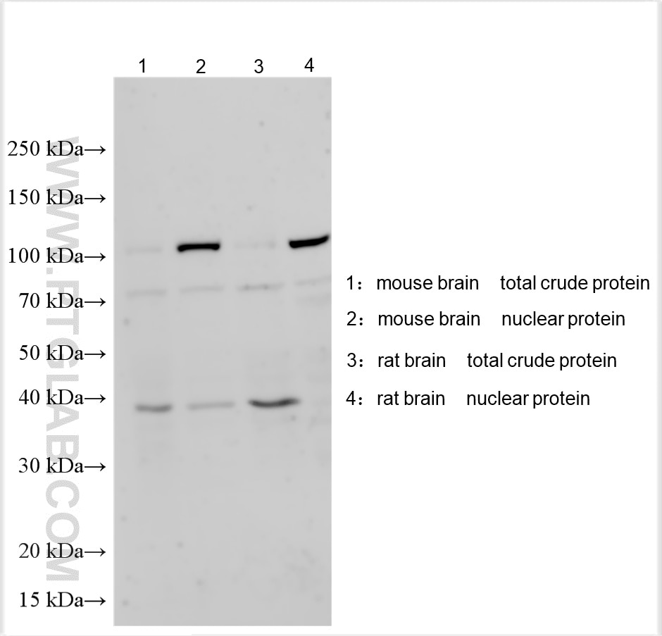 Western Blot (WB) analysis of various lysates using ATXN1 Polyclonal antibody (27265-1-AP)