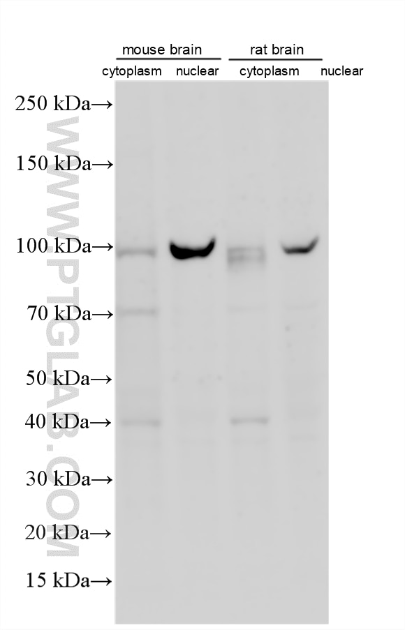 Western Blot (WB) analysis of various lysates using Ataxin-1 Polyclonal antibody (27265-1-AP)