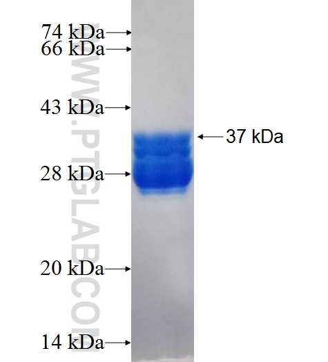 ATXN1 fusion protein Ag26099 SDS-PAGE