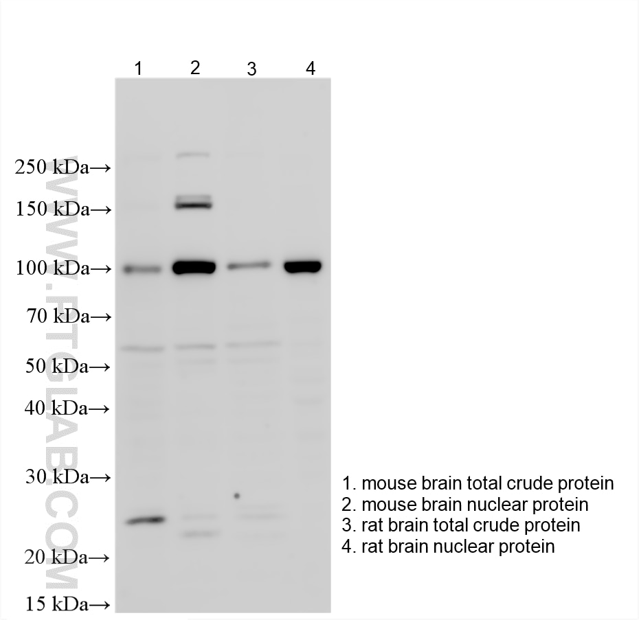 WB analysis using 20255-1-AP Western Blot (WB) analysis of various lysates using Ataxin-1-Specific Polyclonal antibody (20255-1-AP)