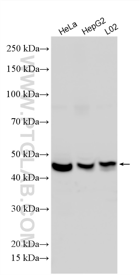 WB analysis using 15693-1-AP Western Blot (WB) analysis of various lysates using ATXN10 Polyclonal antibody (15693-1-AP)