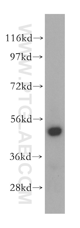 Western Blot (WB) analysis of HEK-293 cells using ATXN10 Polyclonal antibody (15693-1-AP)