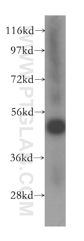Western Blot (WB) analysis of human cerebellum tissue using ATXN10 Polyclonal antibody (15693-1-AP)