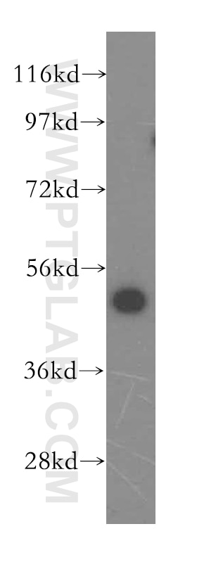 Western Blot (WB) analysis of HeLa cells using ATXN10 Polyclonal antibody (15693-1-AP)