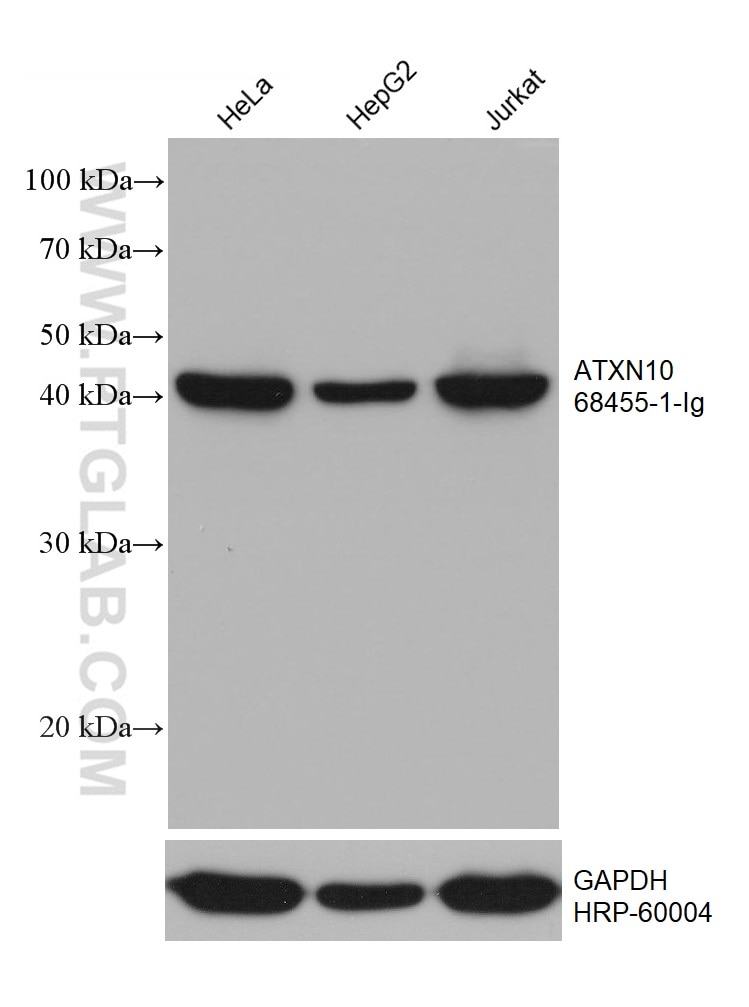 Western Blot (WB) analysis of various lysates using ATXN10 Monoclonal antibody (68455-1-Ig)