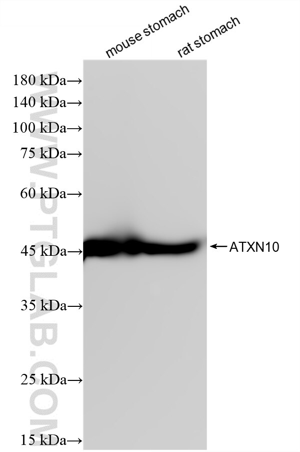WB analysis using 88414-1-RR Western Blot (WB) analysis of various lysates using ATXN10 Recombinant monoclonal antibody (88414-1-RR)