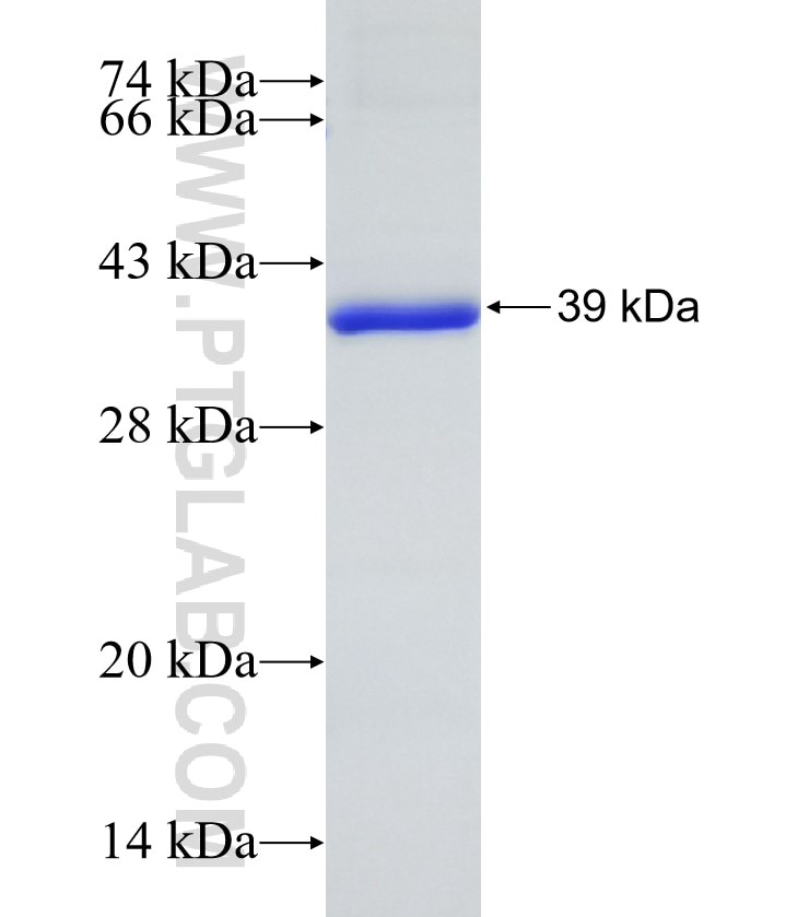 ATXN10 fusion protein Ag8254 SDS-PAGE