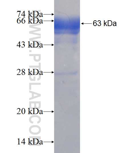 ATXN10 fusion protein Ag8259 SDS-PAGE
