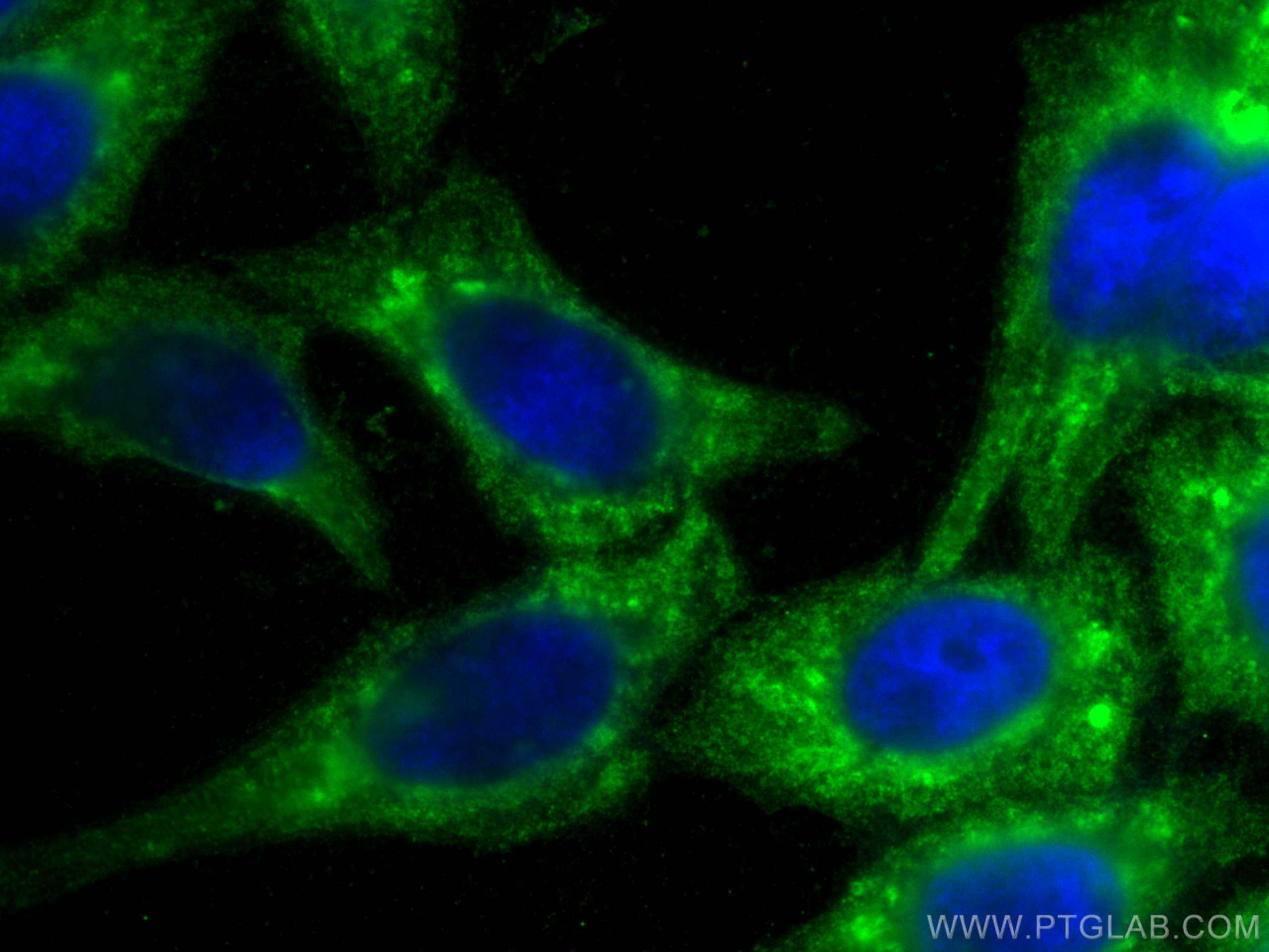 IF Staining of HepG2 using 21776-1-AP