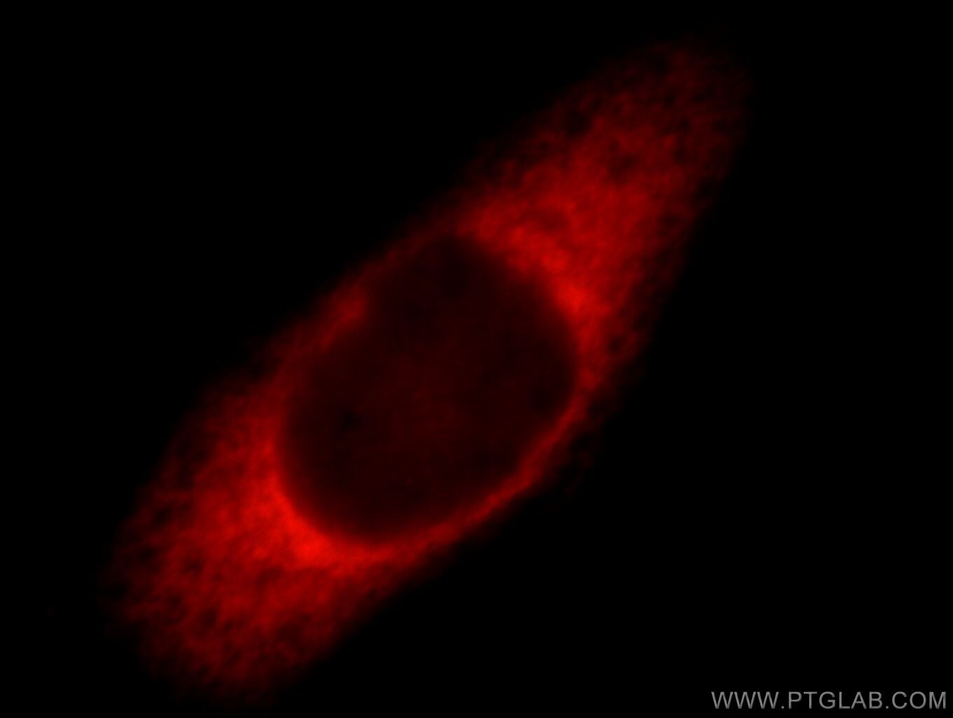 Immunofluorescence (IF) / fluorescent staining of HepG2 cells using Ataxin 2 Polyclonal antibody (21776-1-AP)