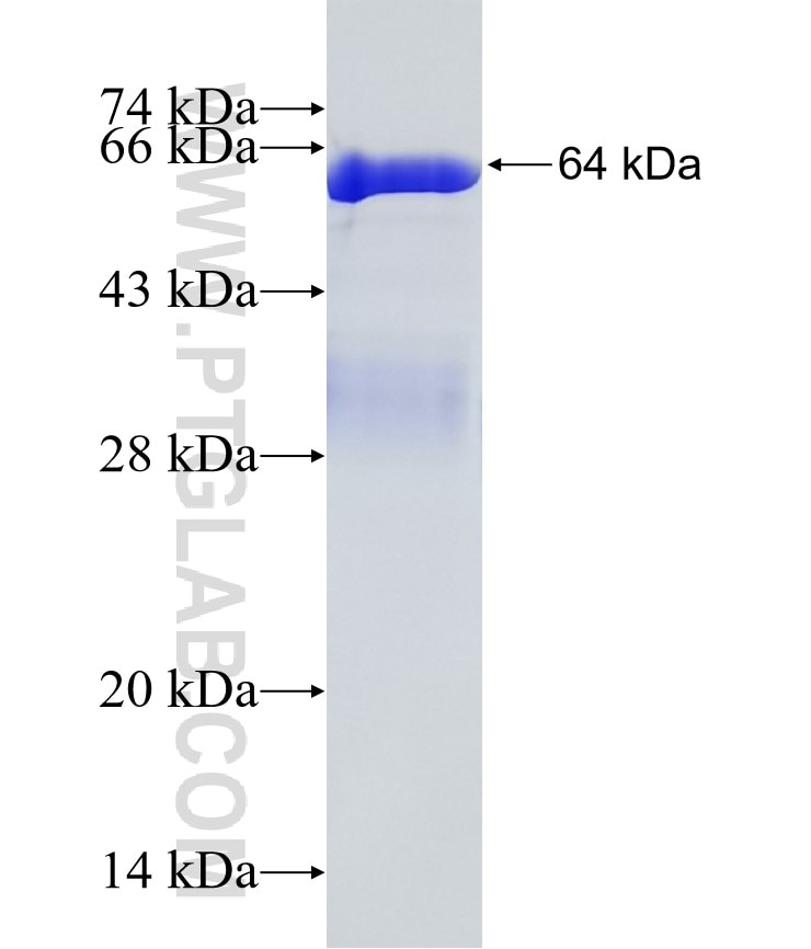 Ataxin 2 fusion protein Ag16470 SDS-PAGE