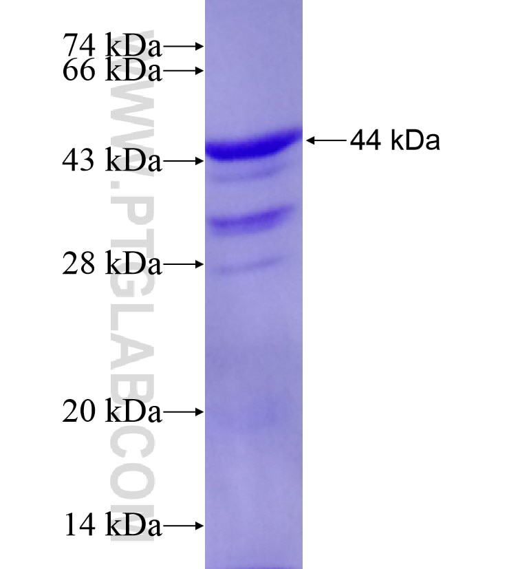 Ataxin 2 fusion protein Ag17402 SDS-PAGE
