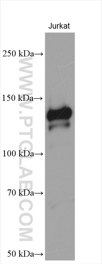 Western Blot (WB) analysis of various lysates using ATXN2L PolyClonal antibody (24822-1-AP)