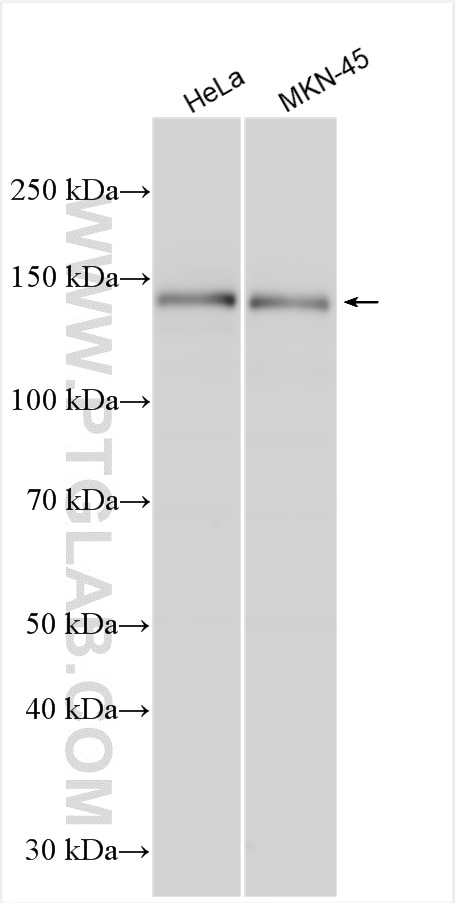Western Blot (WB) analysis of various lysates using ATXN2L PolyClonal antibody (24822-1-AP)