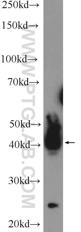 WB analysis of human testis using 23166-1-AP