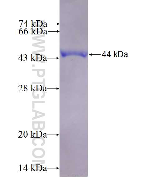 ATXN7 fusion protein Ag26779 SDS-PAGE