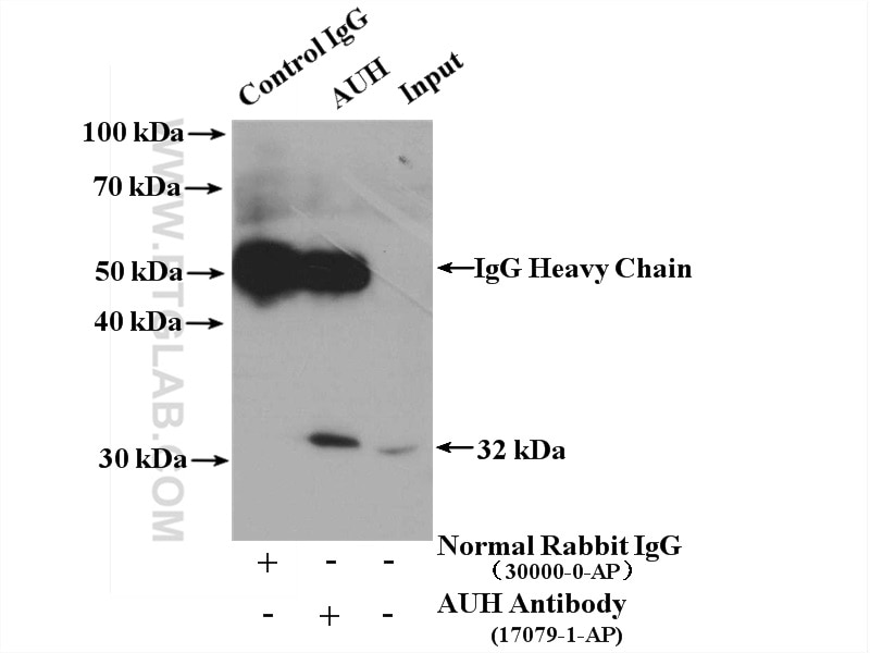 Immunoprecipitation (IP) experiment of HeLa cells using AUH Polyclonal antibody (17079-1-AP)