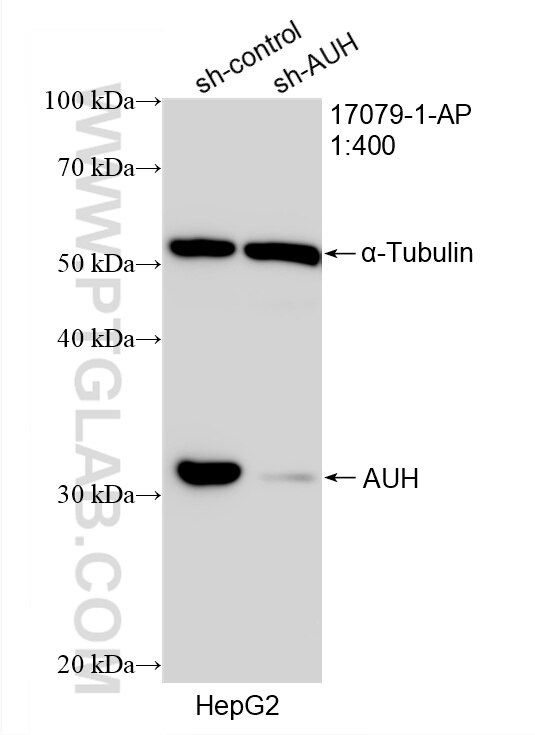 Western Blot (WB) analysis of HepG2 cells using AUH Polyclonal antibody (17079-1-AP)