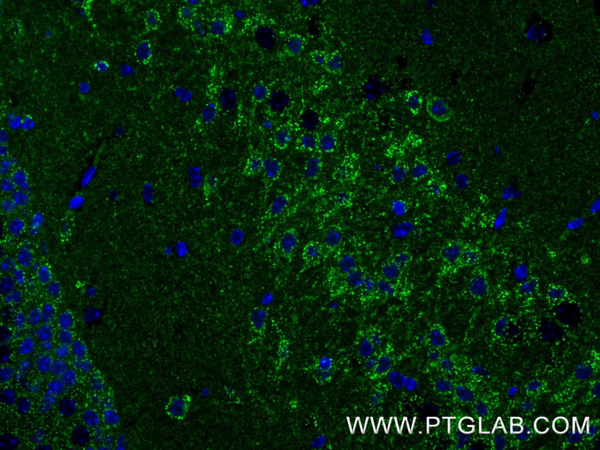 IF Staining of mouse brain using 85421-1-RR Immunofluorescence (IF) / fluorescent staining of mouse brain tissue using AUH Recombinant monoclonal antibody (85421-1-RR)