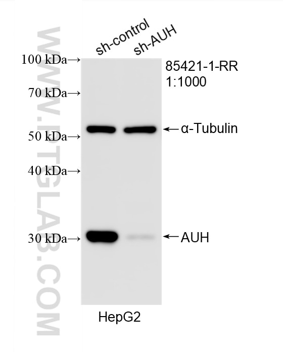WB analysis of HepG2 using 85421-1-RR Western Blot (WB) analysis of HepG2 cells using AUH Recombinant monoclonal antibody (85421-1-RR)