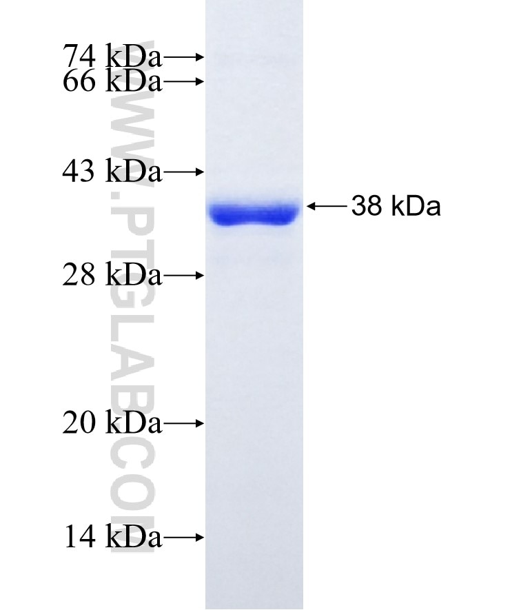 AUH fusion protein Ag11265 SDS-PAGE