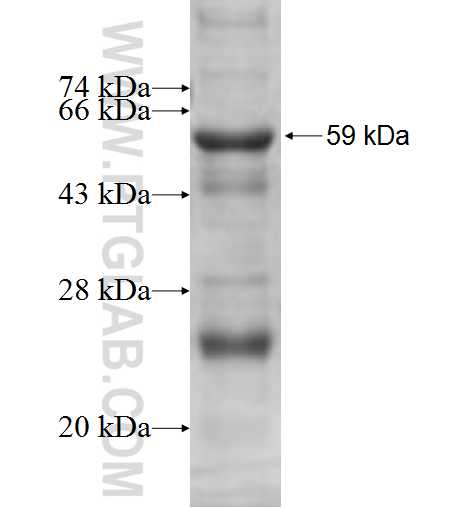 AUH fusion protein Ag9771 SDS-PAGE