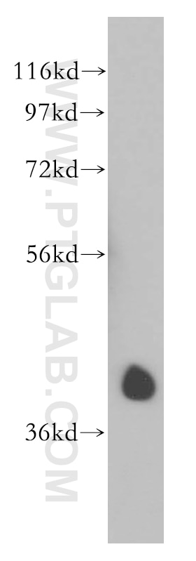 WB analysis of HEK-293 using 13726-1-AP