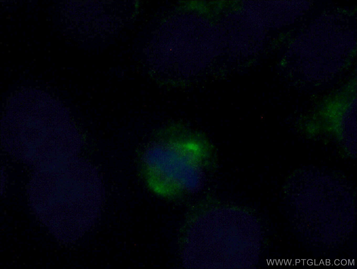 Immunofluorescence (IF) / fluorescent staining of HeLa cells using Aurora A Polyclonal antibody (10297-1-AP)