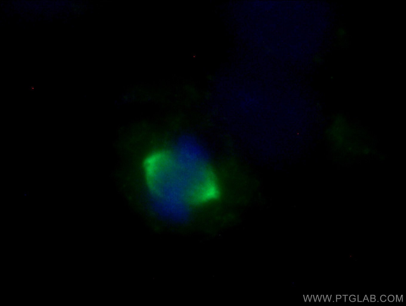 Immunofluorescence (IF) / fluorescent staining of HeLa cells using Aurora A Polyclonal antibody (10297-1-AP)
