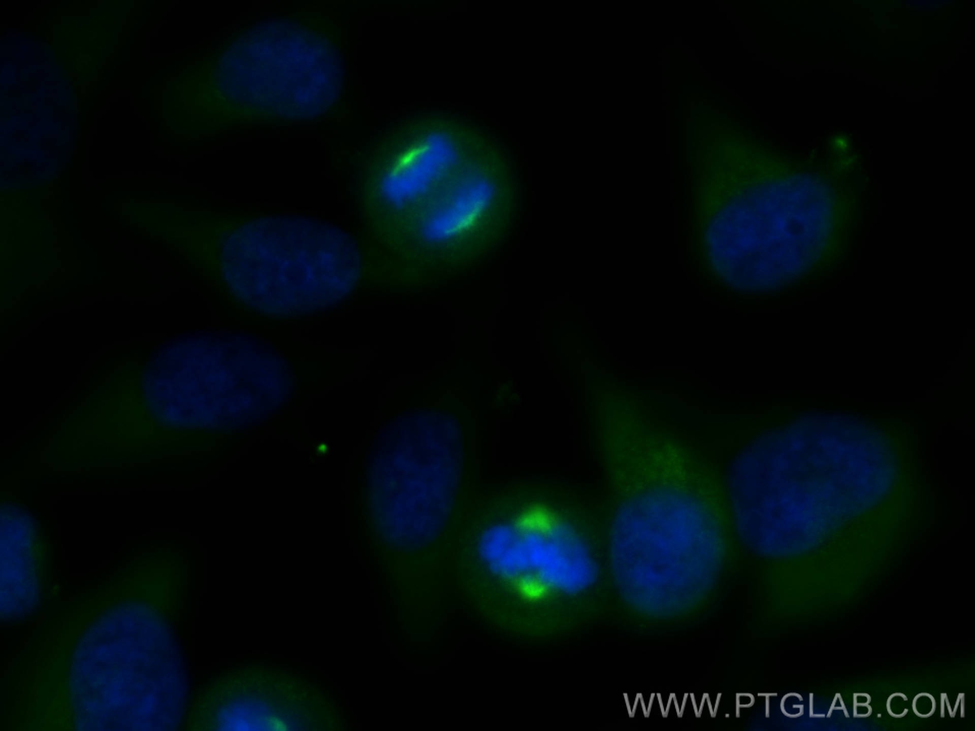 Immunofluorescence (IF) / fluorescent staining of HeLa cells using Aurora A Polyclonal antibody (10297-1-AP)