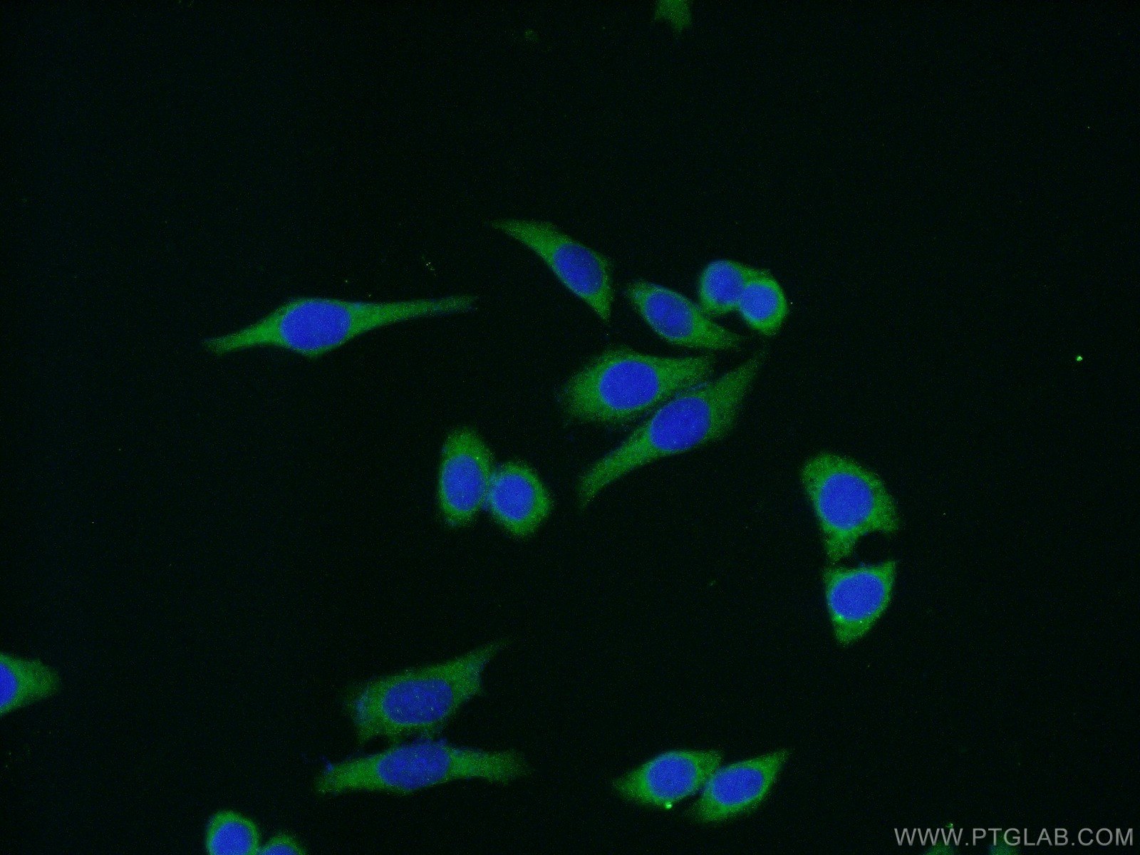 Immunofluorescence (IF) / fluorescent staining of HeLa cells using Aurora A Polyclonal antibody (10297-1-AP)