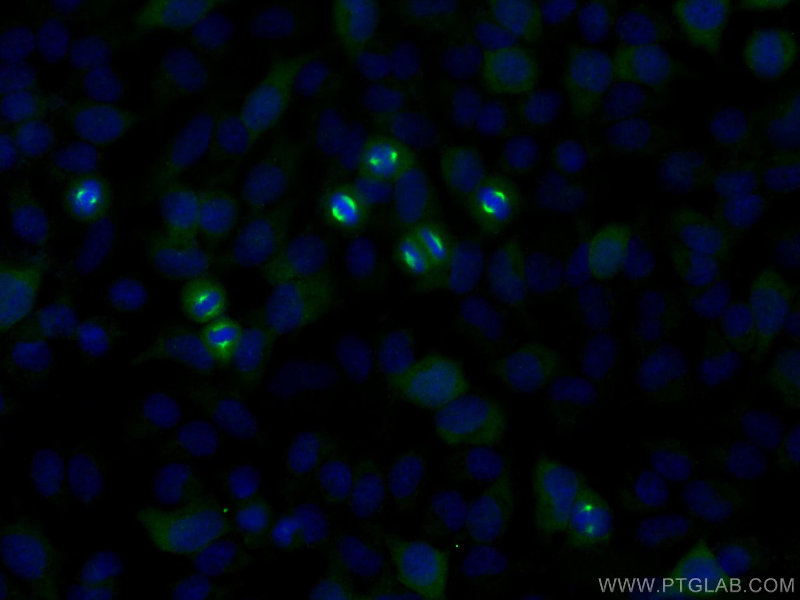 Immunofluorescence (IF) / fluorescent staining of HeLa cells using AURKA Polyclonal antibody (28371-1-AP)