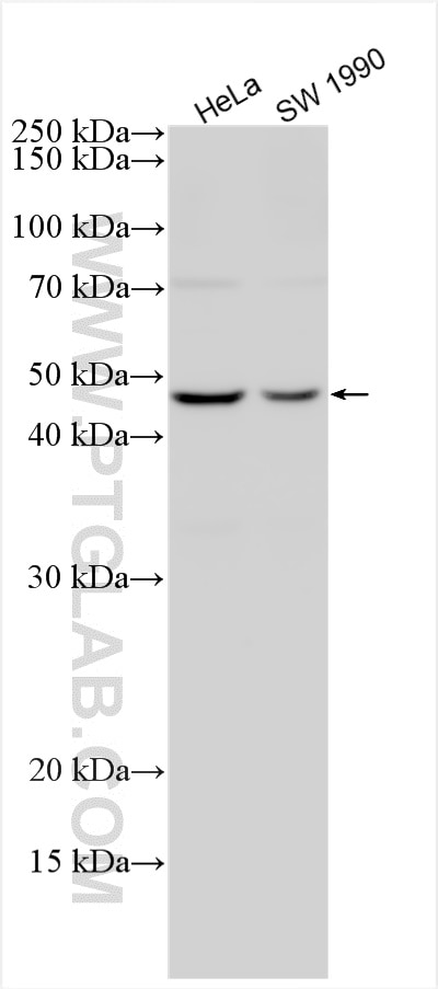 Western Blot (WB) analysis of various lysates using AURKA Polyclonal antibody (28371-1-AP)