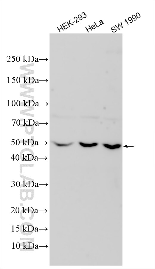 Western Blot (WB) analysis of various lysates using AURKA Polyclonal antibody (28371-1-AP)