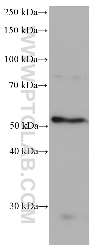 Western Blot (WB) analysis of HeLa cells using AURKA Monoclonal antibody (66757-1-Ig)