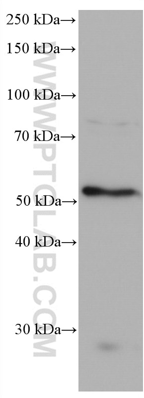 WB analysis of HeLa using 66757-1-Ig