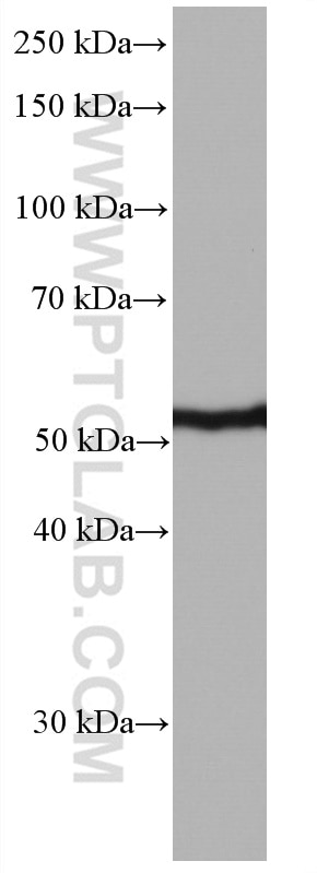 Western Blot (WB) analysis of rat testis tissue using AURKA Monoclonal antibody (66757-1-Ig)